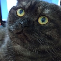 Scottish Fold, Kedi  oscar fotoğrafı