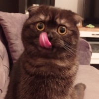 Scottish Fold, Kedi  oscar fotoğrafı
