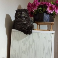 Scottish Fold, Kedi  oscar fotoğrafı