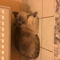 Colorpoint Shorthair, Kedi  İnci fotoğrafı
