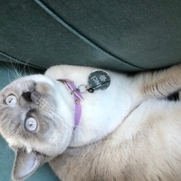 Colorpoint Shorthair, Kedi  İnci fotoğrafı