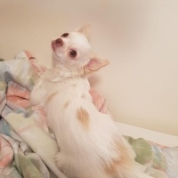 Chihuahua, Köpek  köpük fotoğrafı