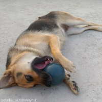 Alman Çoban Köpeği, Köpek  Cesi fotoğrafı