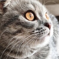 Scottish Fold, Kedi  Atom fotoğrafı