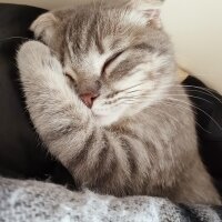 Scottish Fold, Kedi  Atom fotoğrafı