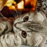 Scottish Fold, Kedi  Atom fotoğrafı