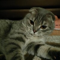 Scottish Fold, Kedi  Atom fotoğrafı