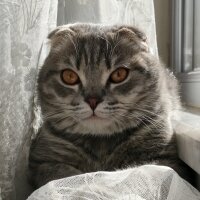 Scottish Fold, Kedi  Atom fotoğrafı