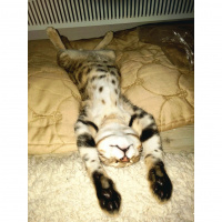 Tekir Kedi, Kedi  Balım  fotoğrafı