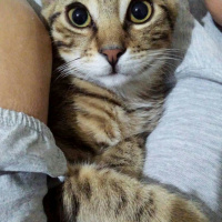 Tekir Kedi, Kedi  Balım  fotoğrafı