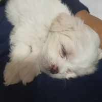 Maltese, Köpek  BOBY fotoğrafı