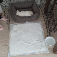 Maltese, Köpek  BOBY fotoğrafı