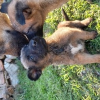 Belçika Malinois, Köpek  charlie çarli fotoğrafı