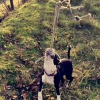Amerikan Pitbull Terrier, Köpek  reina fotoğrafı