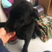 Labrador Retriever, Köpek  Paşa fotoğrafı