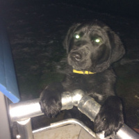 Labrador Retriever, Köpek  Paşa fotoğrafı