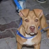 Amerikan Pitbull Terrier, Köpek  Mira fotoğrafı