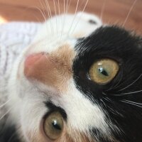 British Shorthair, Kedi  Karaca fotoğrafı