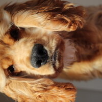 Amerikan Cocker Spaniel, Köpek  Pera fotoğrafı