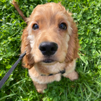 Amerikan Cocker Spaniel, Köpek  Pera fotoğrafı