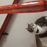 Tekir Kedi, Kedi  Şakir fotoğrafı