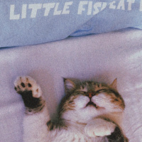 Tekir Kedi, Kedi  Şakir fotoğrafı