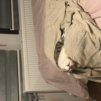 Tekir Kedi, Kedi  Şakir fotoğrafı