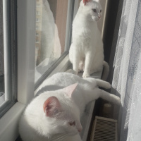 Ankara Kedisi, Kedi  Charlie'nin Melekleri fotoğrafı