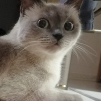 Ankara Kedisi, Kedi  Charlie'nin Melekleri fotoğrafı