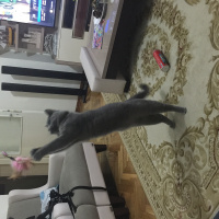 British Shorthair, Kedi  Mario fotoğrafı