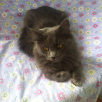Nebelung, Kedi  Duman fotoğrafı