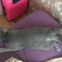 Scottish Fold, Kedi  Herkül fotoğrafı