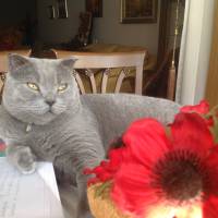 Scottish Fold, Kedi  Herkül fotoğrafı