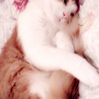 Tekir Kedi, Kedi  Gırpık fotoğrafı