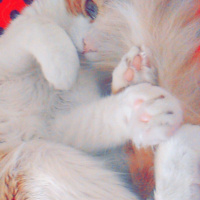 Tekir Kedi, Kedi  Gırpık fotoğrafı