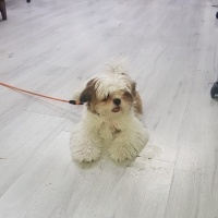 Shih Tzu, Köpek  Mila fotoğrafı