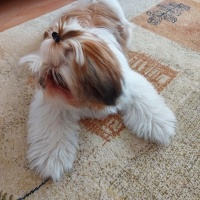 Shih Tzu, Köpek  Mila fotoğrafı
