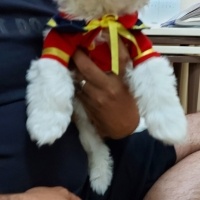 Shih Tzu, Köpek  Mila fotoğrafı