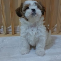 Shih Tzu, Köpek  Mila fotoğrafı