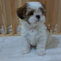 Shih Tzu, Köpek  Mila fotoğrafı