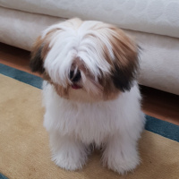 Shih Tzu, Köpek  Mila fotoğrafı