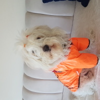 Maltese, Köpek  Rodi fotoğrafı