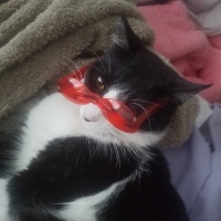 Tekir Kedi, Kedi  Zeytin fotoğrafı