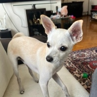 Chihuahua, Köpek  Hero fotoğrafı