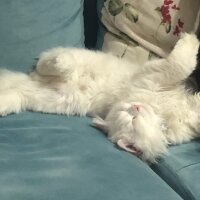 British Longhair, Kedi  Kaymak fotoğrafı