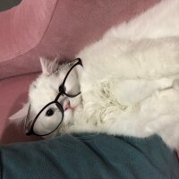 British Longhair, Kedi  Kaymak fotoğrafı