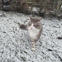 Norwegian Forest, Kedi  Kül fotoğrafı