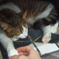 Tekir Kedi, Kedi  Pamuk fotoğrafı