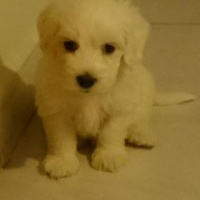 Maltese, Köpek  pars fotoğrafı
