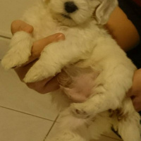 Maltese, Köpek  pars fotoğrafı